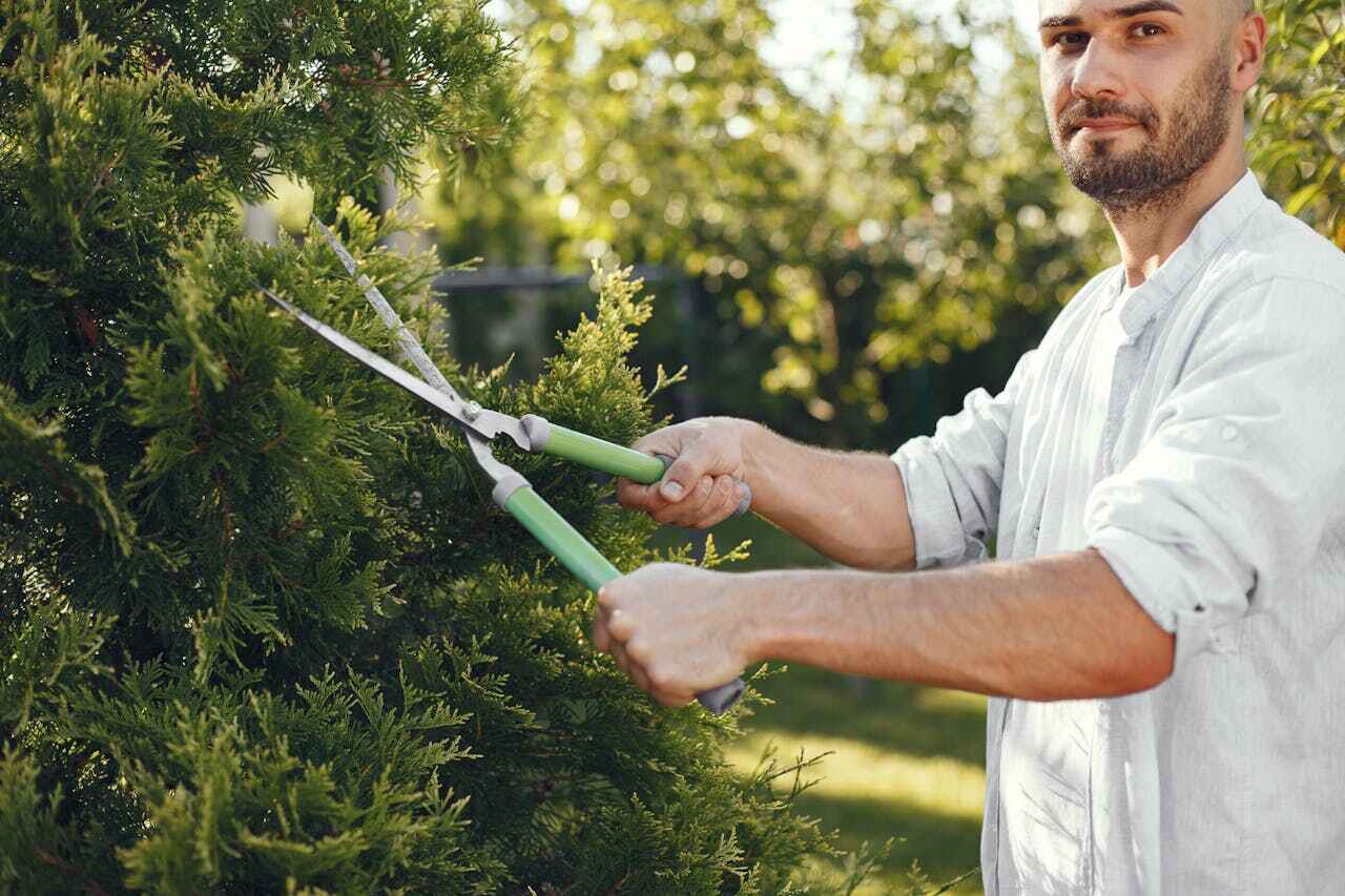 Residential Tree Removal in Romeo, MI